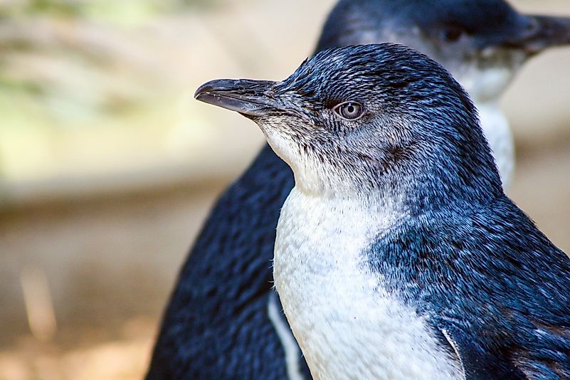 Little blue penguin. Little blue penguin.