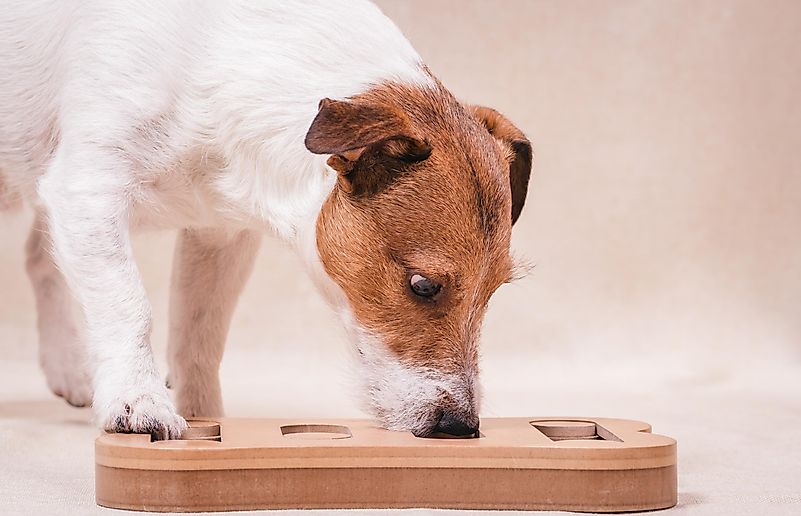 Passar um tempo com seus animais de estimação é ótimo e tudo, mas mesmo eles podem ficar entediados.