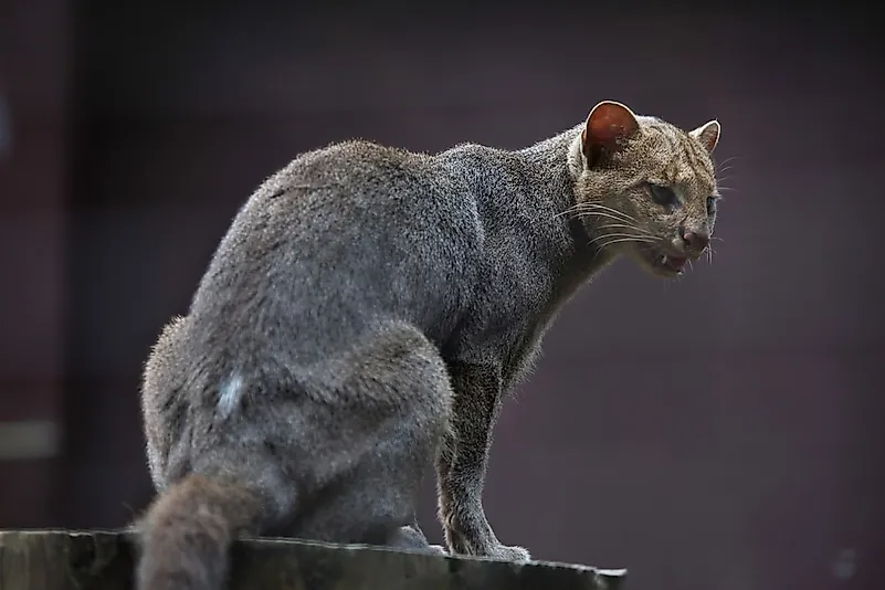 The Wild Cats of North America - WorldAtlas.com