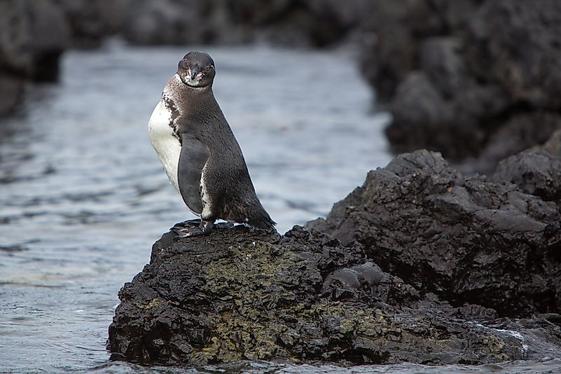 #1 Galapagos Penguin