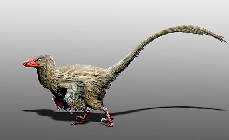 Hesperonychus was a dinosaur that was the size of a cat. Image credit: Wikipedia.org Hesperonychus was a dinosaur that was the size of a cat. Image credit: Wikipedia.org