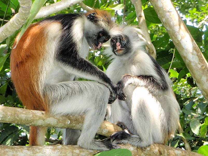 Red Colobus monkey in Jozani forest. Endemic to Zanzibar. Image credit: Olivier Lejade/Flickr.com Red Colobus monkey in Jozani forest. Endemic to Zanzibar. Image credit: Olivier Lejade/Flickr.com