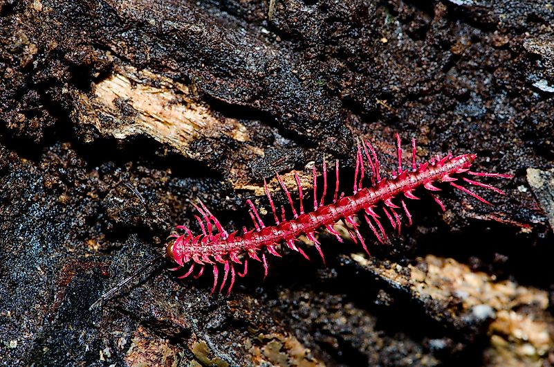 #3 Dragon Millipede
