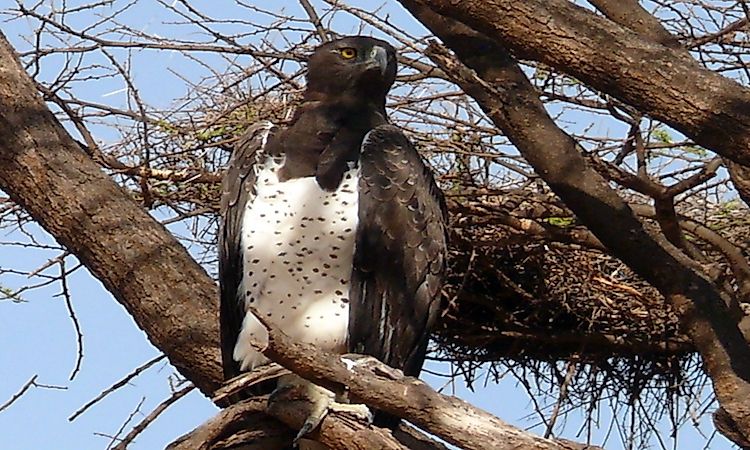 #5 Martial Eagle -