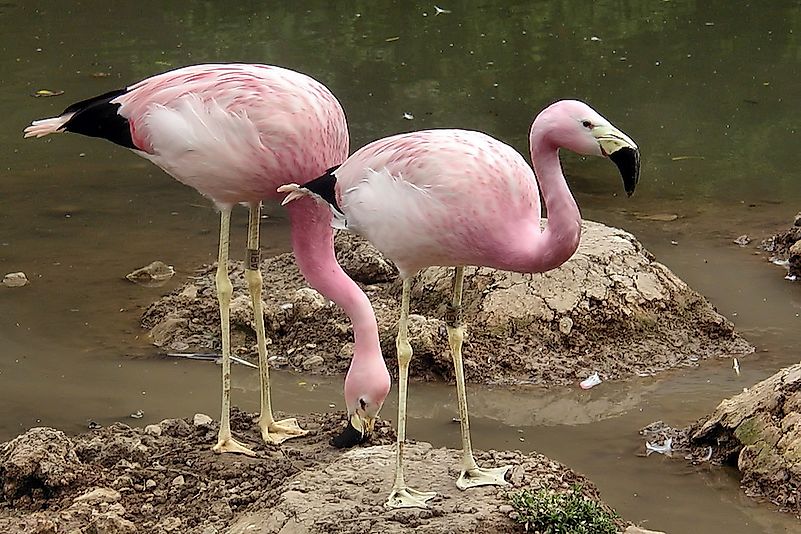 #5 Andean Flamingo