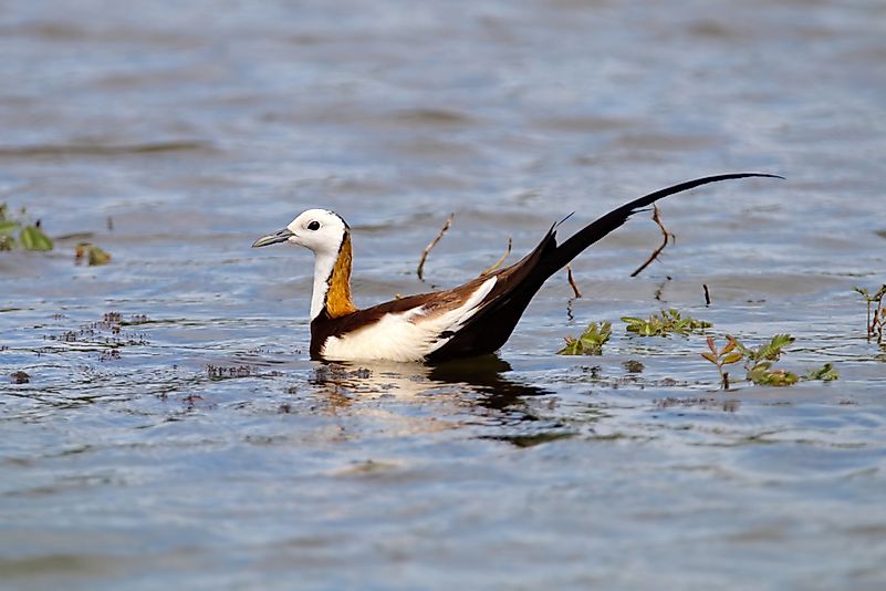 #1 Pheasant-tailed jacana