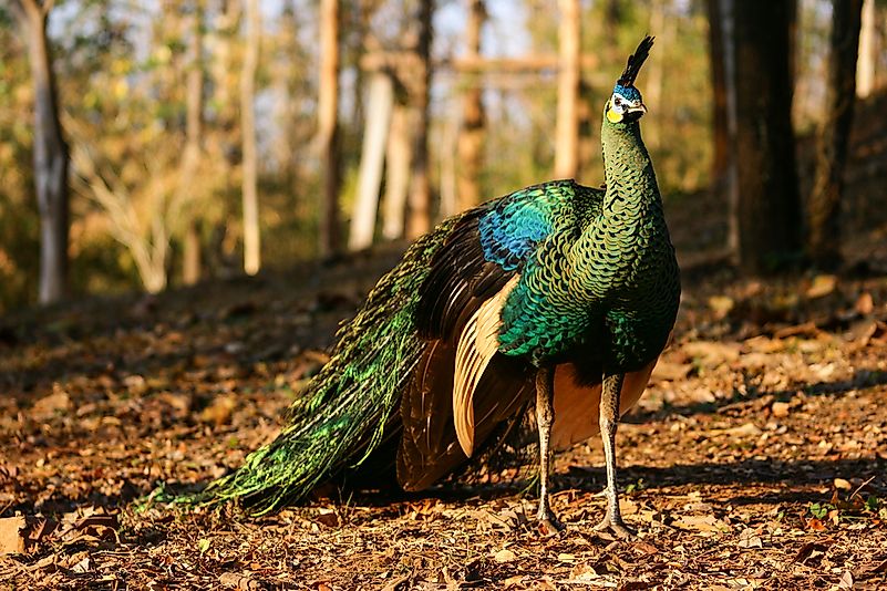 #2 Green Peafowl