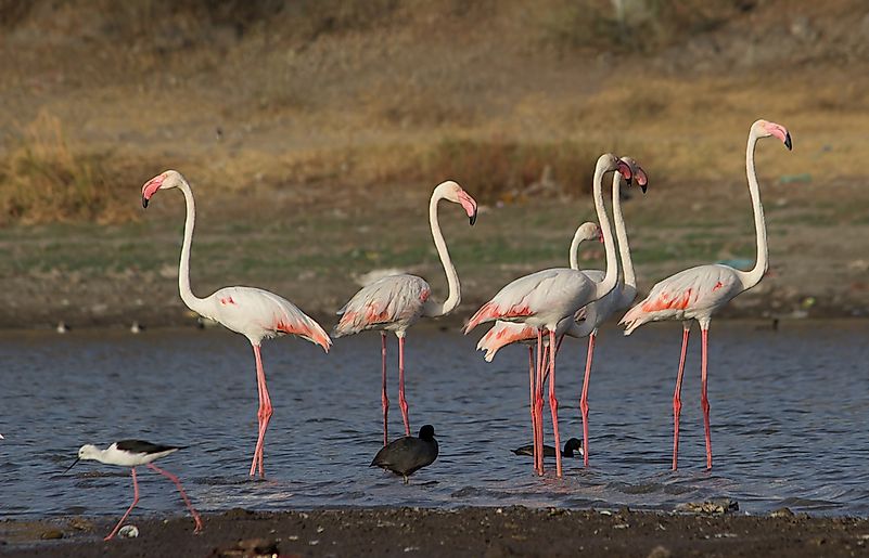 #10 Greater Flamingo