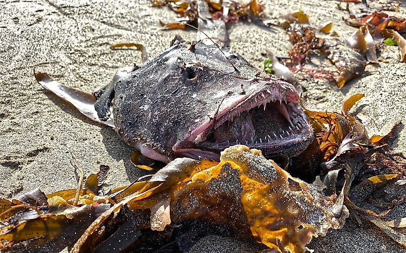 Certain subspecies of the anglerfish are starting to be recognized by Greenpeace, and added to their red list. Certain subspecies of the anglerfish are starting to be recognized by Greenpeace, and added to their red list.