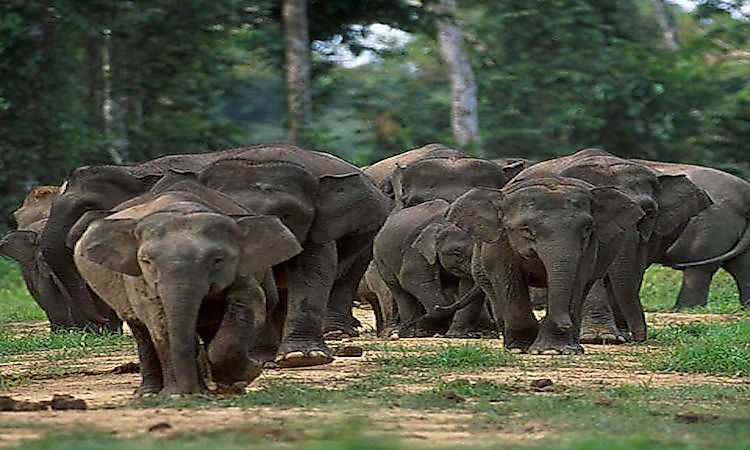 #1 Pygmy Elephants -