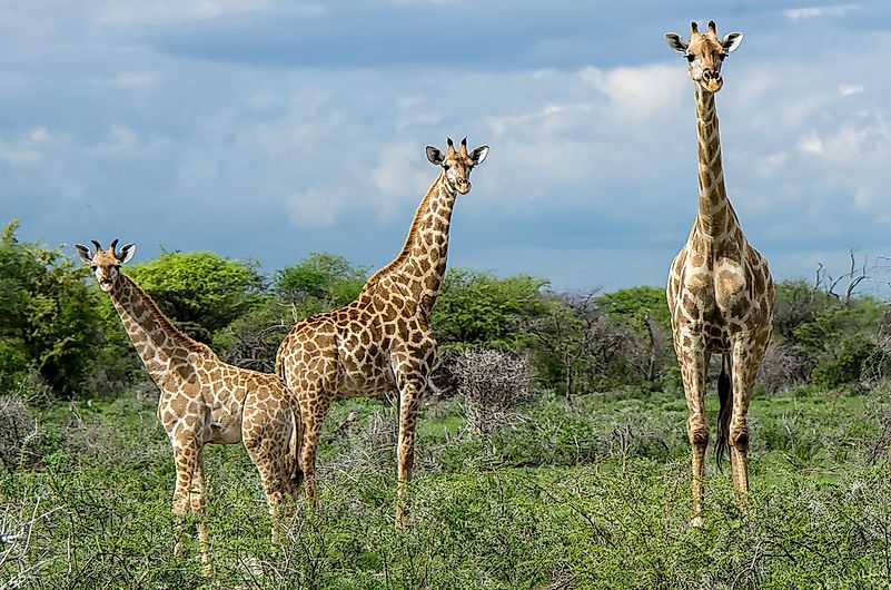 #15 South Africa