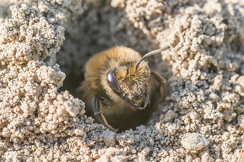 #7 Andrenidae