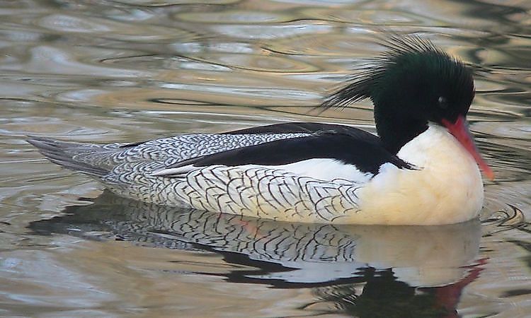 #7 Scaly-Sided Merganser -