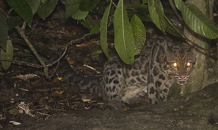 #2 Clouded Leopards -