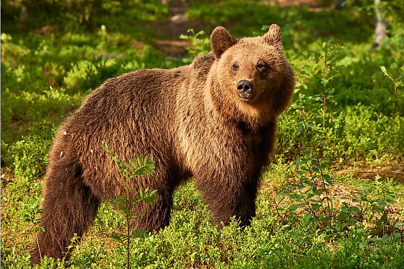 #2 Brown Bear -1300 lb