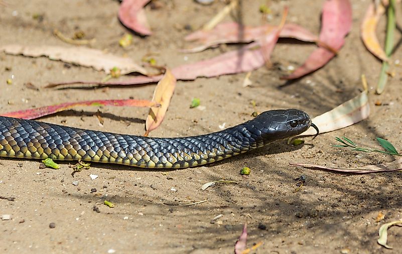 The Most Venomous Snakes In The World Worldatlas Com