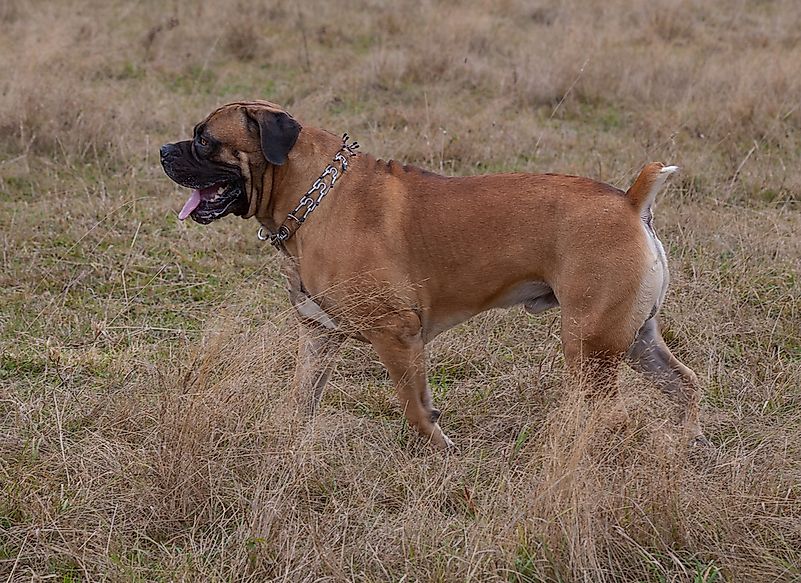 #7 Boerboel