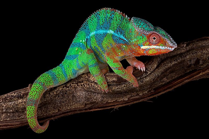 #9 Panther Chameleon