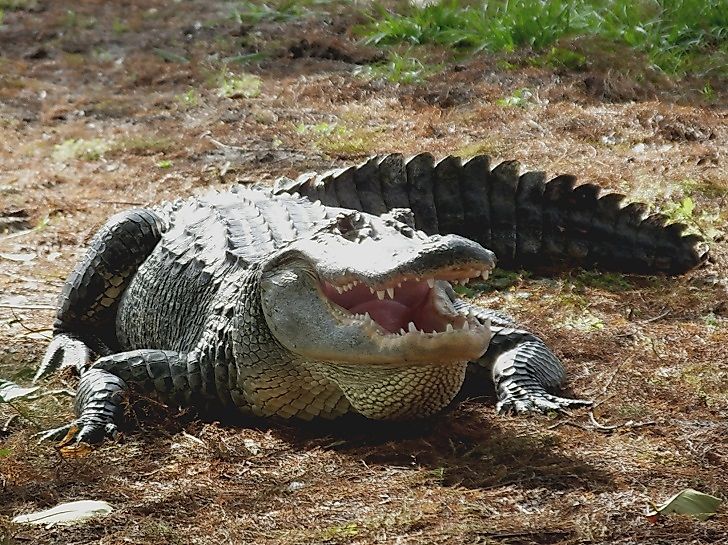 #4 American Alligator