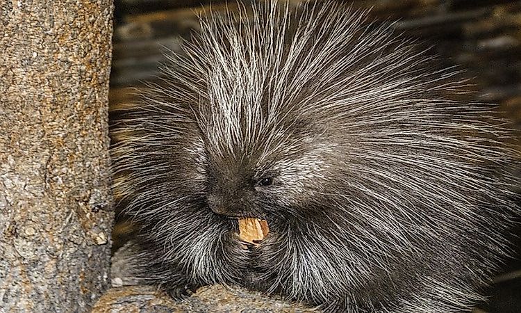 #4 Porcupine -