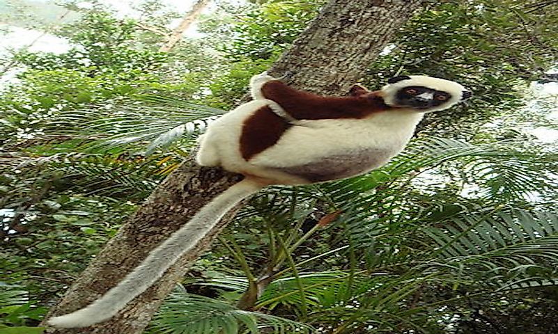 #4 Sifaka -