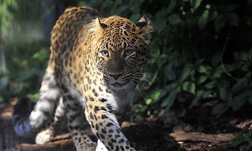 #5 North-Chinese Leopard -