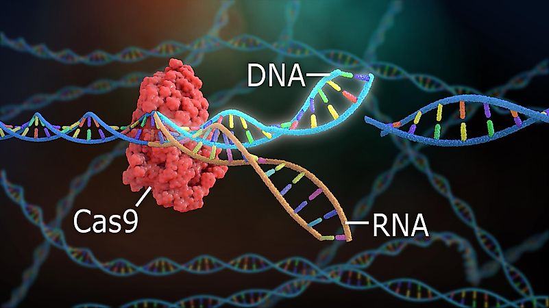 In 2015, a controversial method appeared called CRISPR-Cas9, which offered a way to change human germ cells. In 2015, a controversial method appeared called CRISPR-Cas9, which offered a way to change human germ cells.