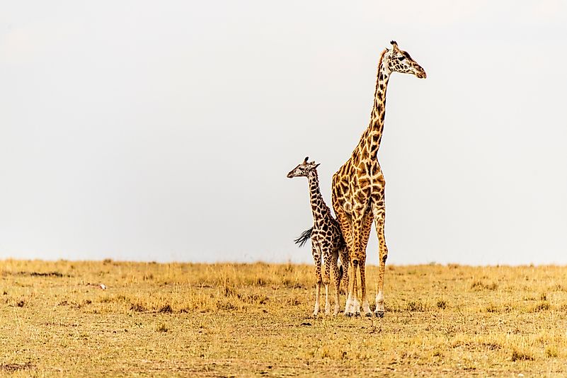 #5 Giraffe