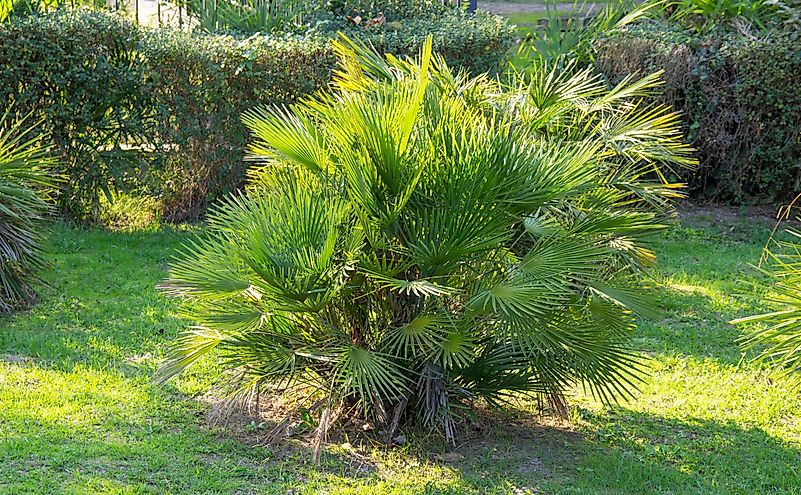 Mediterranean Dwarf Palm Mediterranean Dwarf Palm