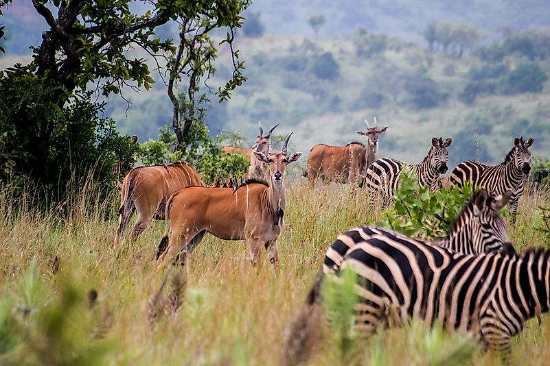 #3 Akagera National Park
