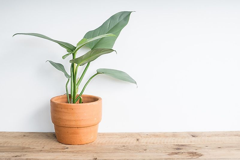 Philodendron plants are extremely durable and easy to care for.