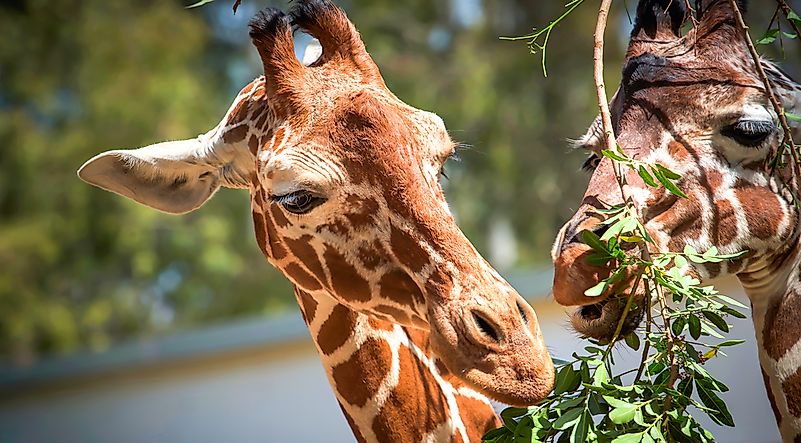 #3 Giraffe