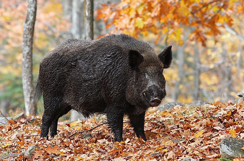 #8 Wild Boar