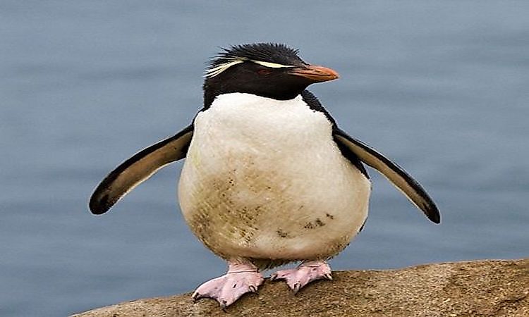 #7 Rockhopper penguin -