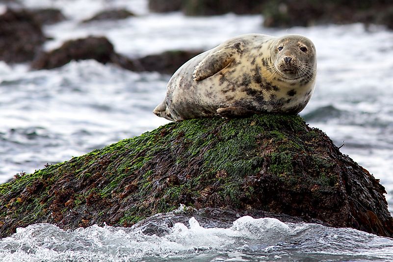 #4 Grey Seal