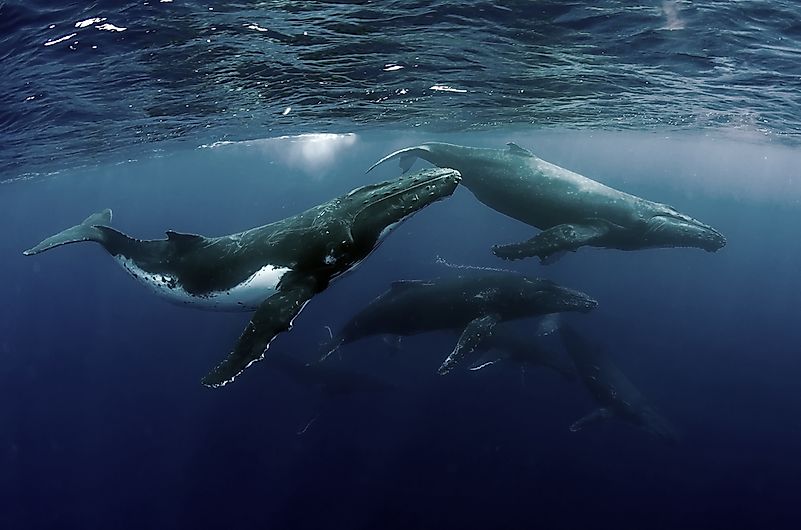 #8 Humpback Whale