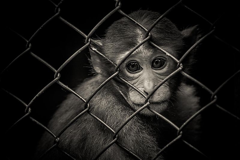 This horrible research was done in 1969 to study how drug addiction would affect animals. This horrible research was done in 1969 to study how drug addiction would affect animals.