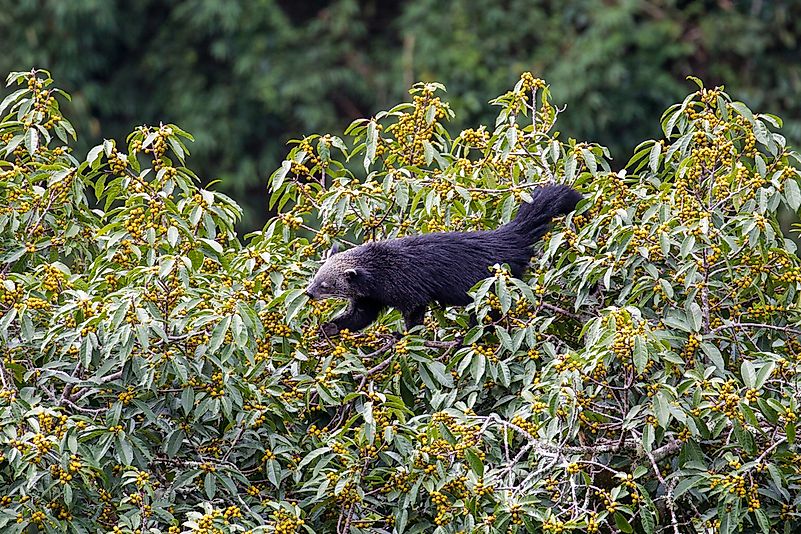 #3 Binturong