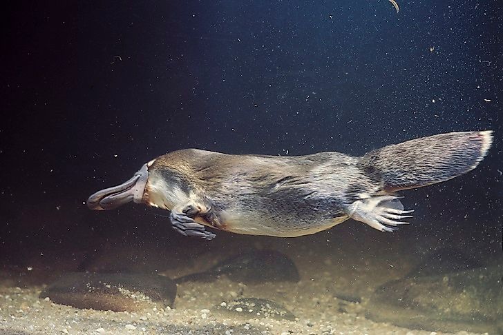#2 Platypus