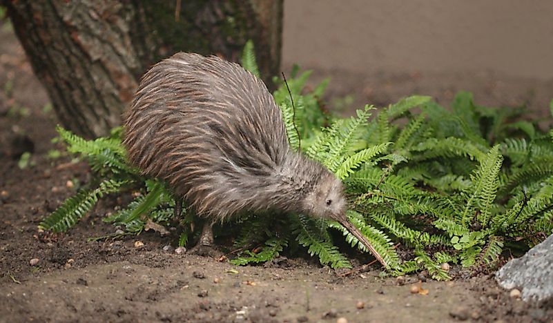 #6 Kiwi Birds