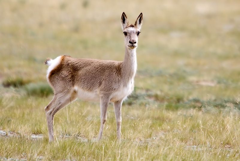 #4 Tibetan Gazelle/Goa