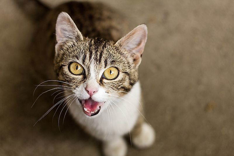 Cats only meow at humans, not other cats. Cats only meow at humans, not other cats.
