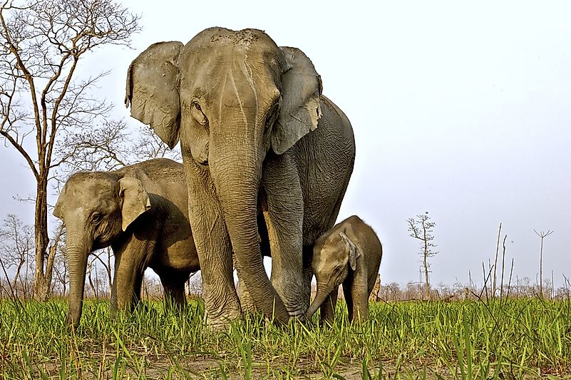 #9 Asian Elephant