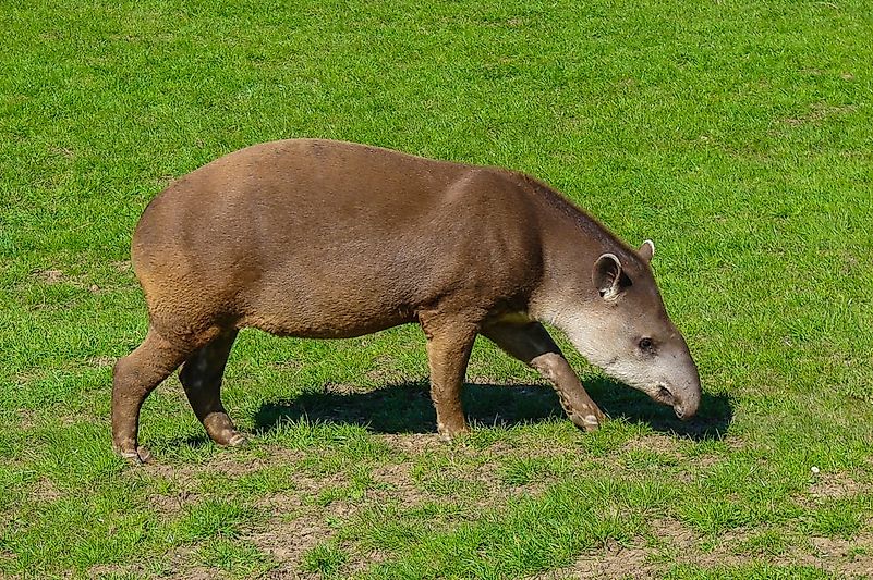 #2 Tapir