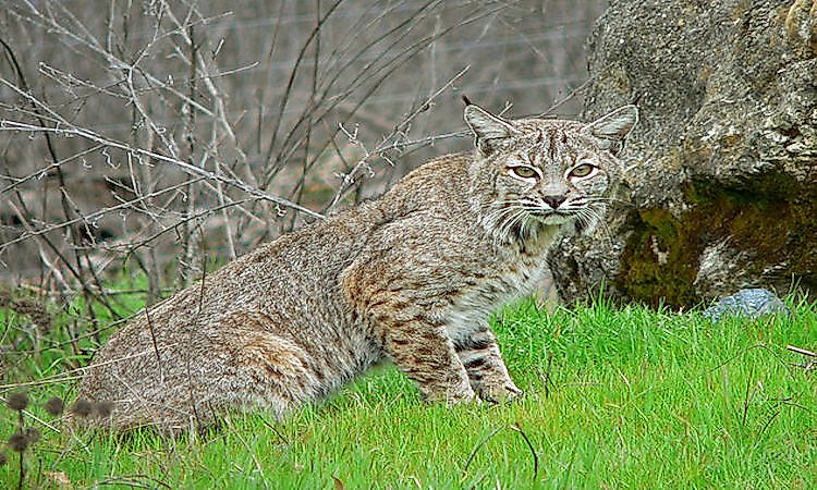 #4 Bobcat -