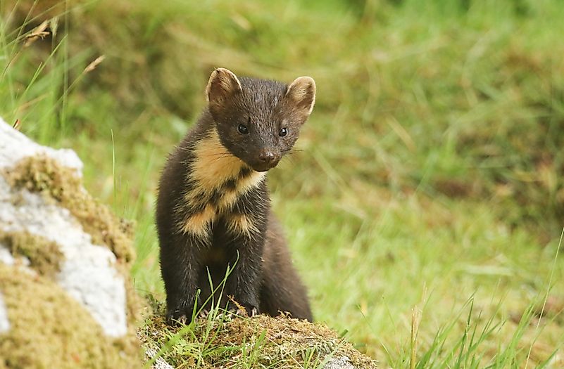 #4 Marten