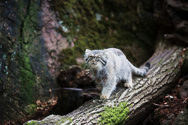 #5 Pallas’s Cat