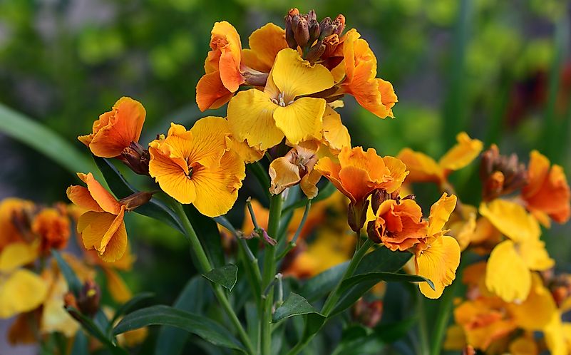 Flowers That Start With W - WorldAtlas.com