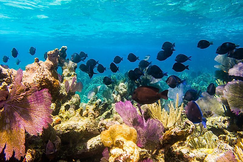 #4 Mesoamerican Barrier Reef