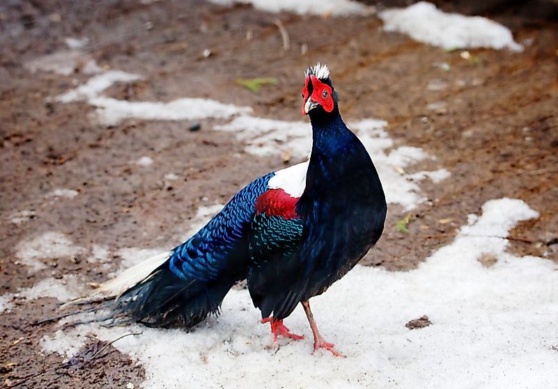 #2 Edward's Pheasant